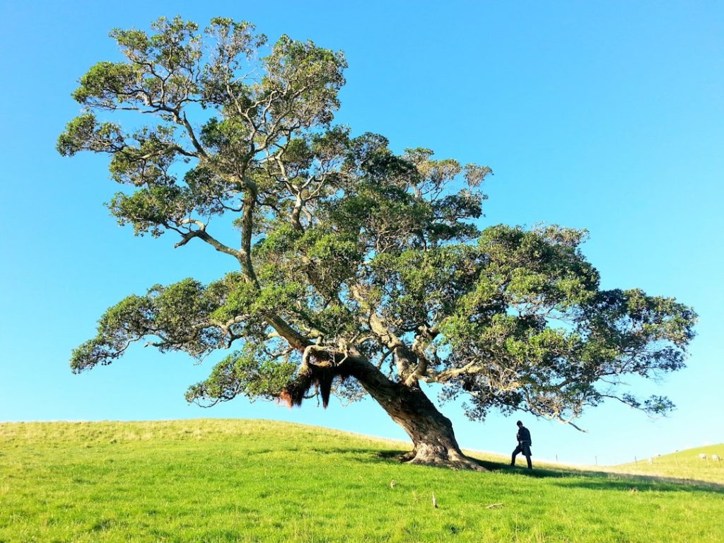 Photo Tree planting
