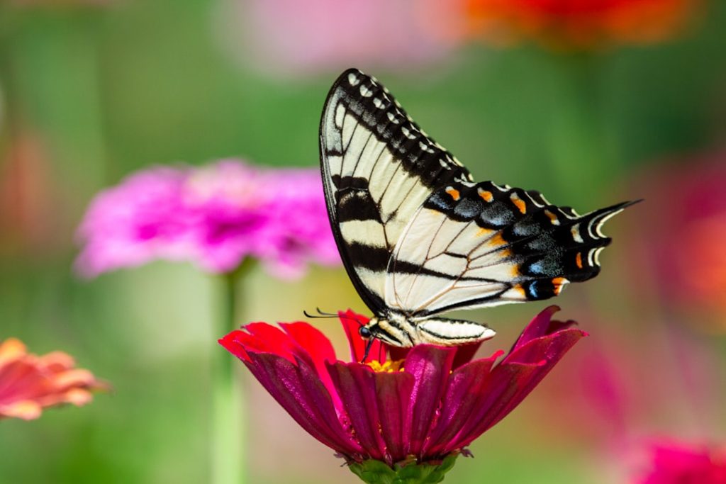 image-974 - fundsforNGOs Photo Community garden