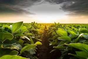 Environment Anne Arundel Fund (United States)