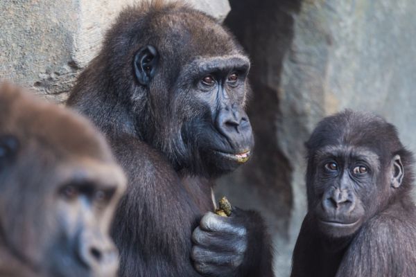 Virtual Media Workshop on Covering Great Apes and One Health in Africa