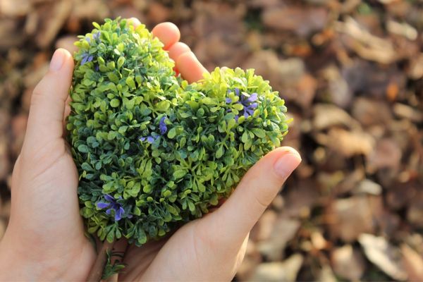 CFPs: Environmental Resilience and Recovery Project in Ukraine