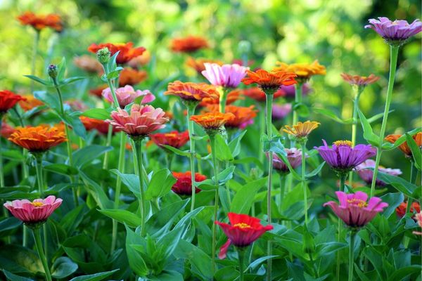 Nominations open for Bee & Wildlife Friendly Garden Award – Ireland