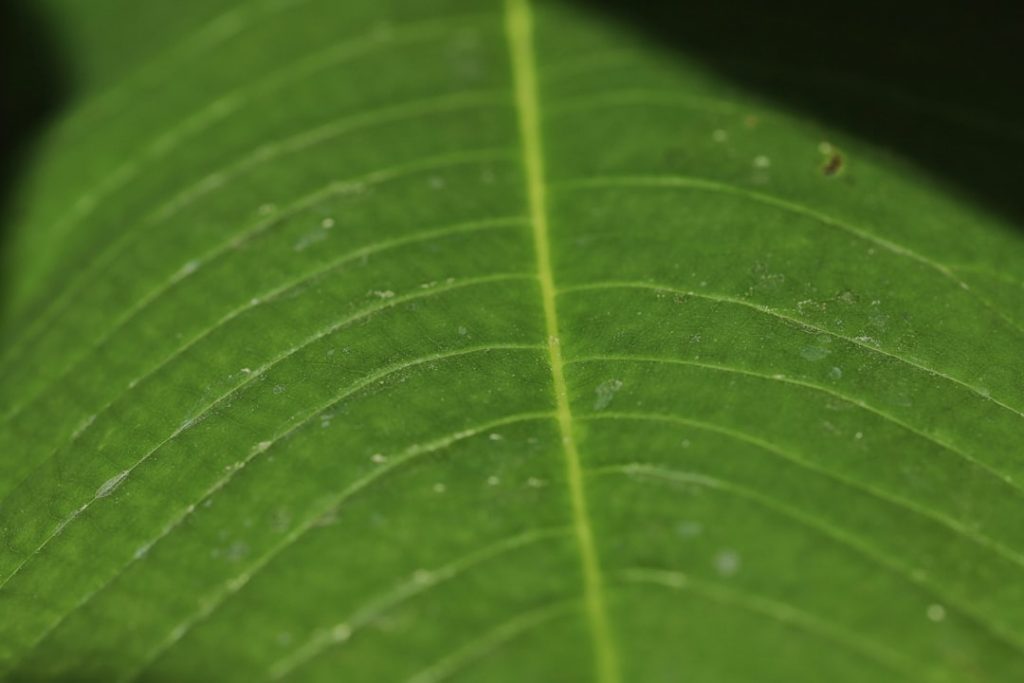 Photo Green initiatives