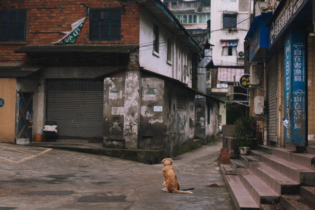 Photo Animal shelter