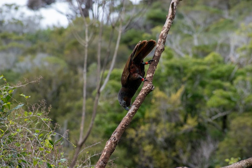 Photo Wildlife sanctuary