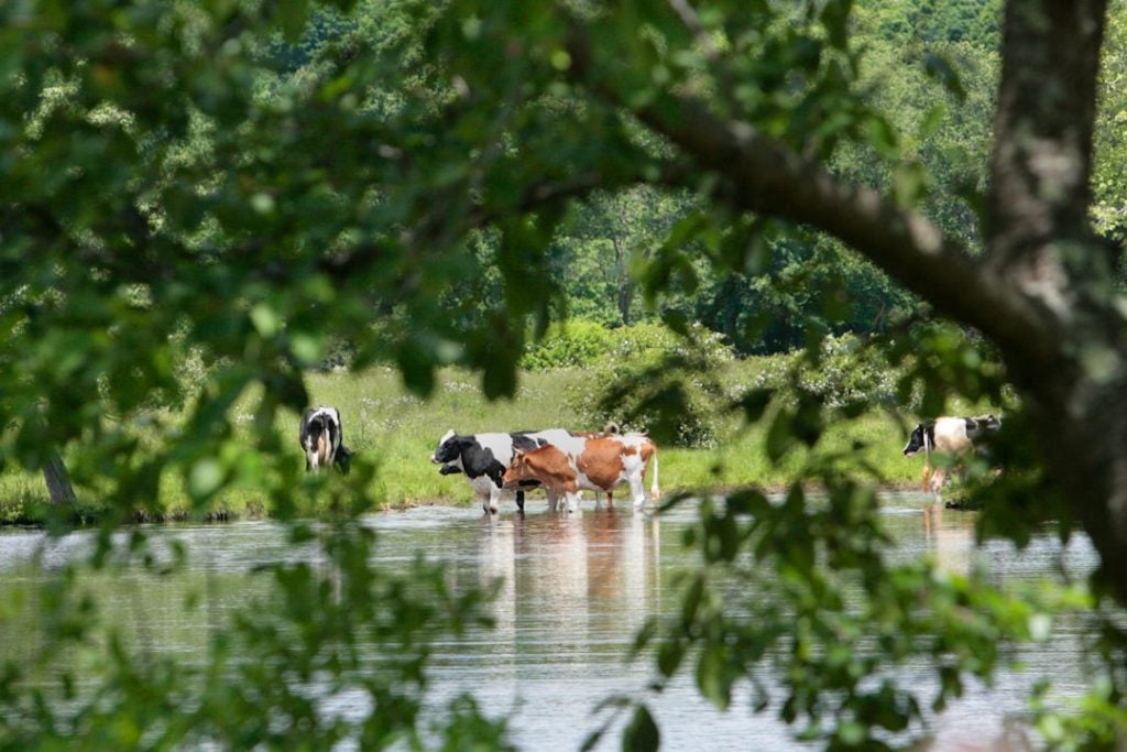 Photo Cows grazing