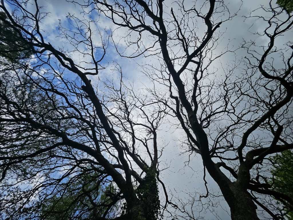 Photo Forest Conservation