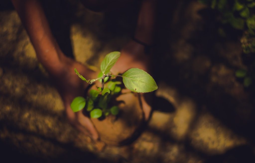 Photo Tree planting