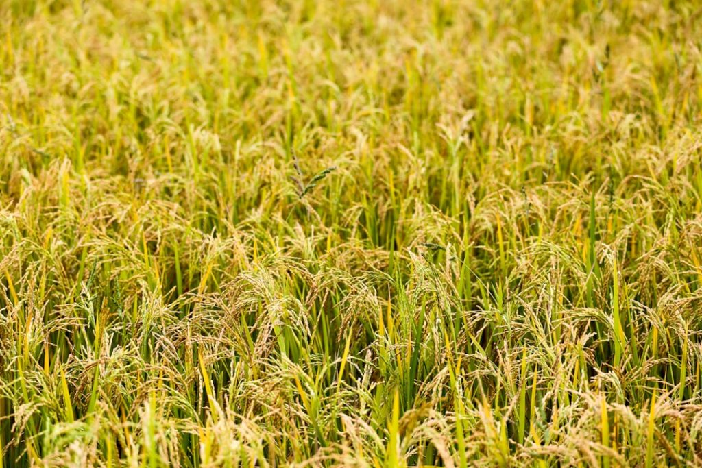 Photo Sustainable farming