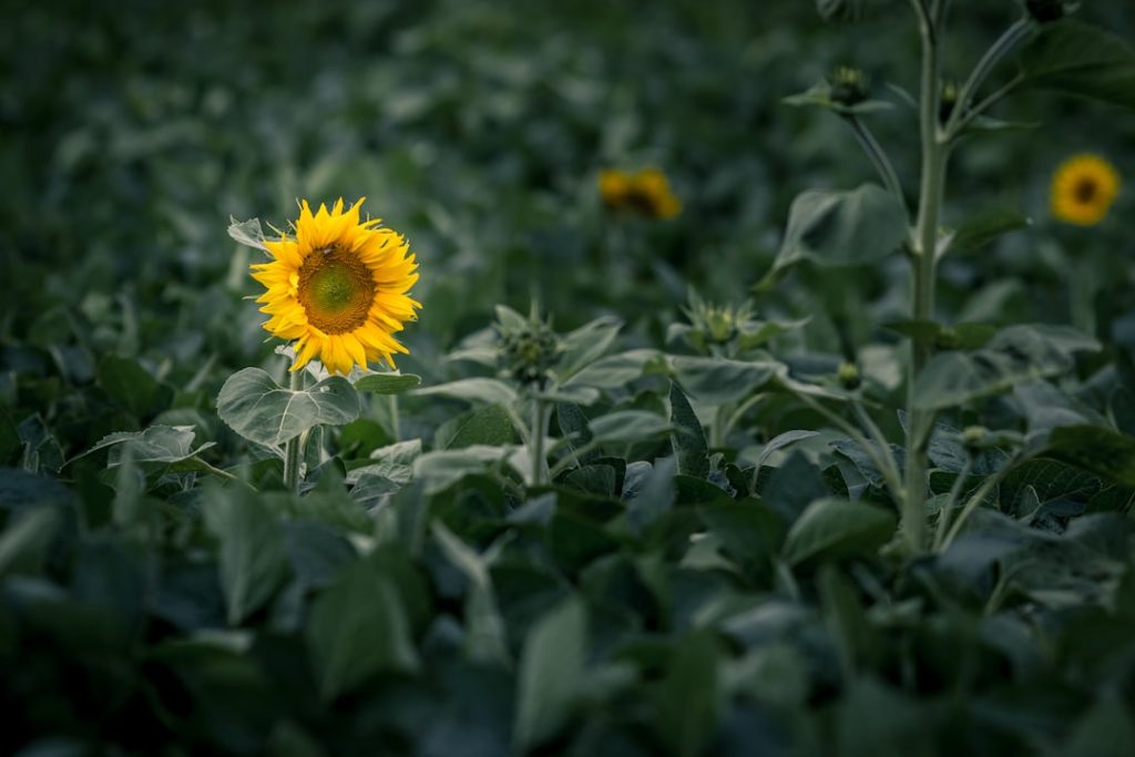 Photo Organic farm landscape