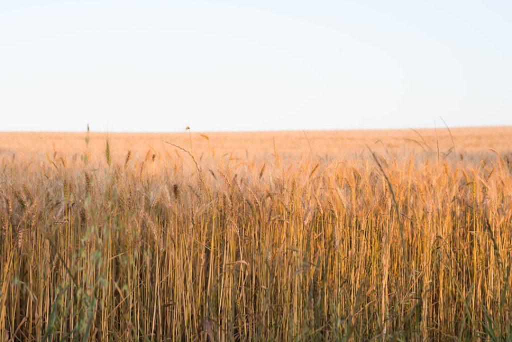Photo Sustainable Farming