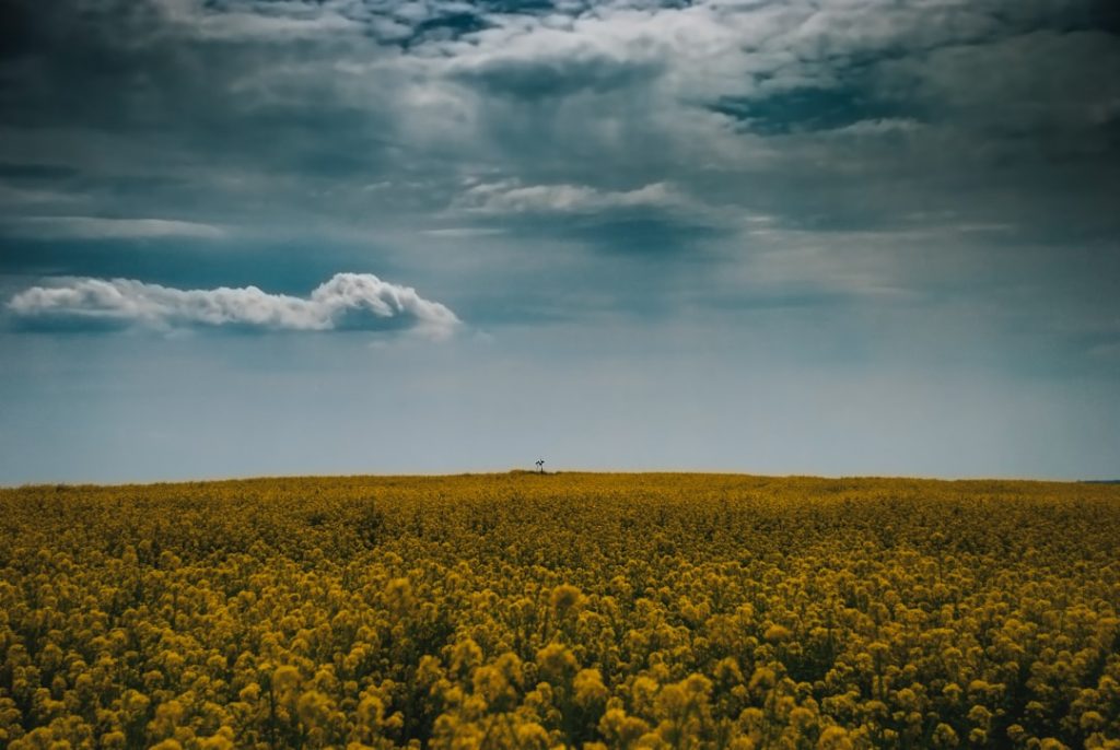 Photo Oil fields