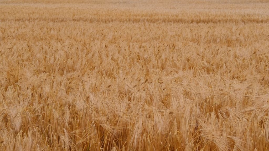 Photo Agricultural landscape