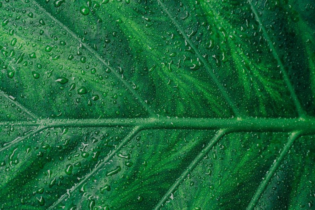Photo Green Bond Icon
