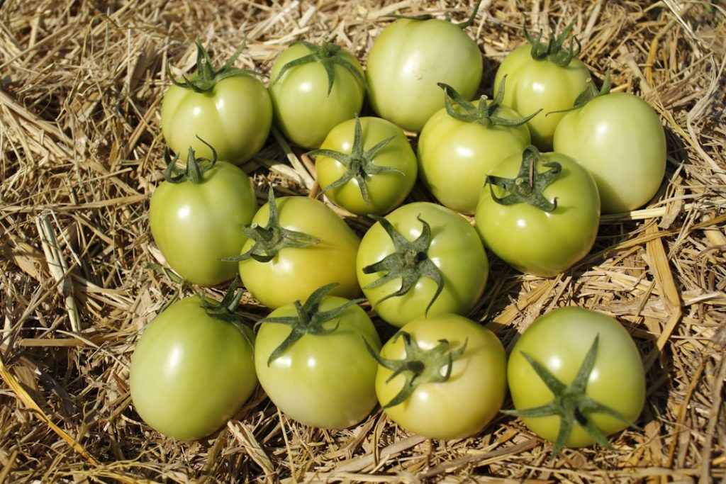 Photo Greenhouse farming