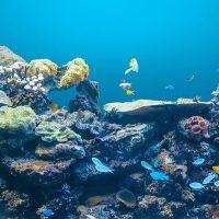 Story Grants to Report on Progress Toward the 30x30 Marine Conservation Target