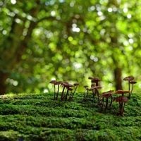 Biodiversity Information for Development Programme (Latin America and the Caribbean)