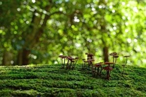 Biodiversity Information for Development Programme (Latin America and the Caribbean)