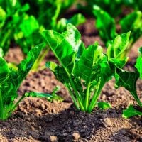 Call for EOIs: Enhancing Food Security and Climate Resilience in Somalia