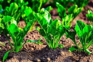 Call for EOIs: Enhancing Food Security and Climate Resilience in Somalia