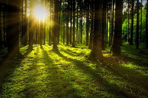 Open Call for Forestry Promotion Projects in Ireland