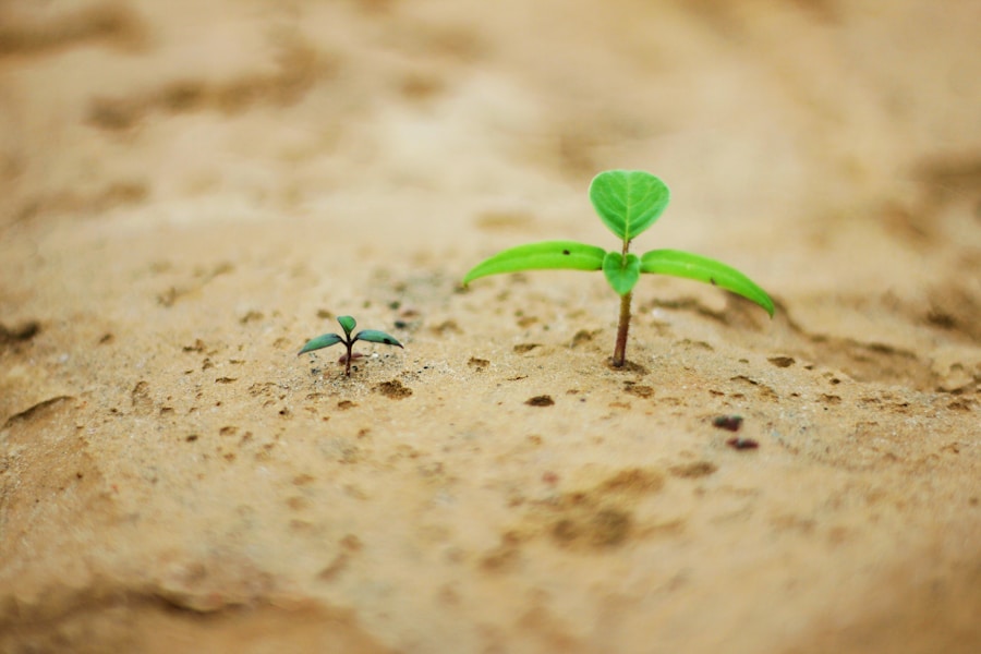 Photo "The Synergy Between Seed Grants and NGO Scaling"