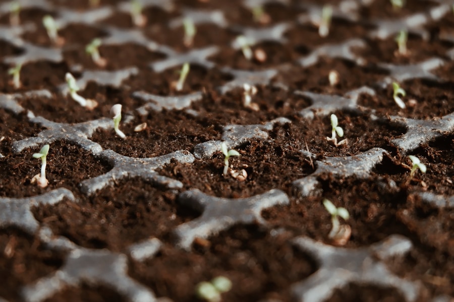 Photo "Why Governments and Philanthropists Should Give Seed Grants"