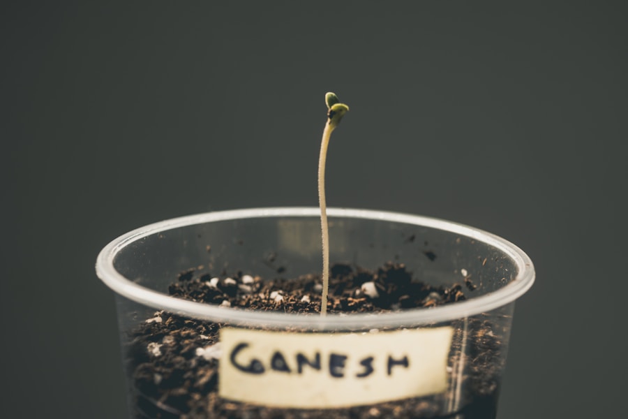 Photo "Lessons Learned from NGOs That Started with Seed Grants"