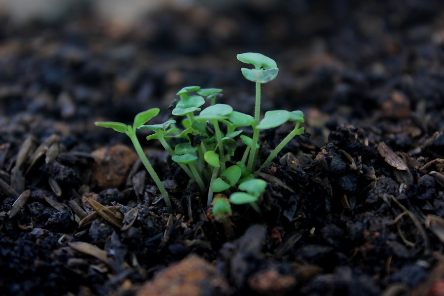 Photo "How Seed Grants Can Make or Break a New NGO"