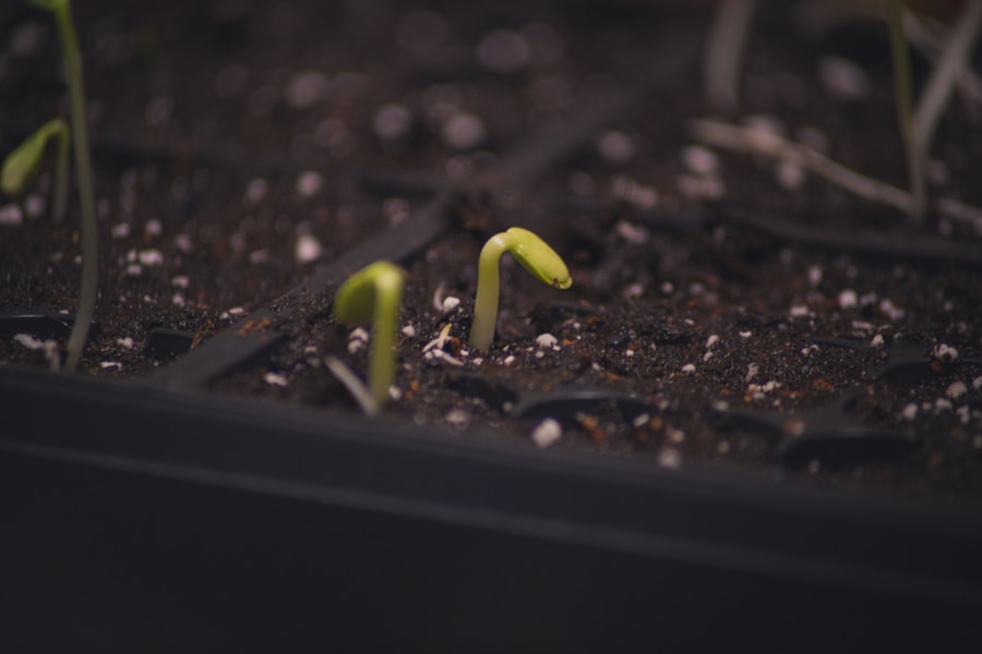 Photo "Why Seed Grants Are the Engine of Change"