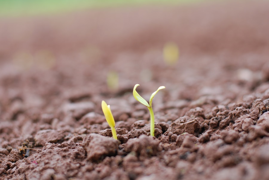 Photo Seed Grants and Strategic NGO Partnerships