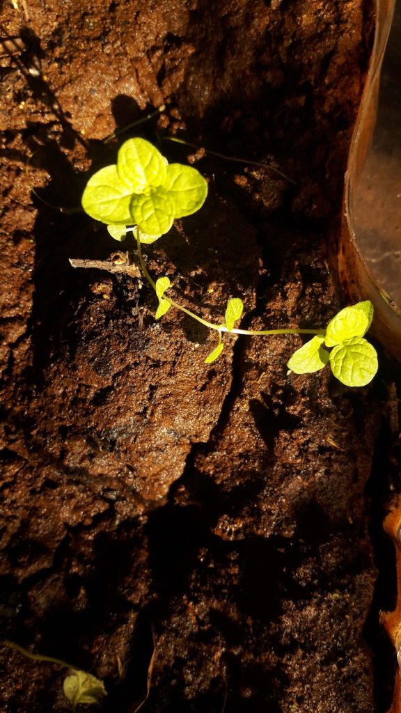 Photo The Journey from Seed Grant to Sustained Impact