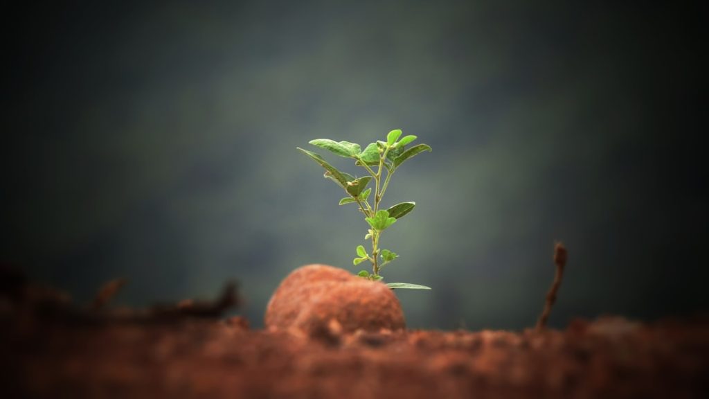 Photo Sprouting plants