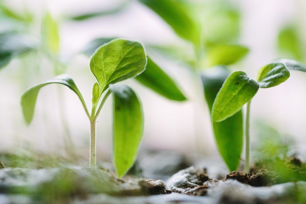 Photo Seedling sprouting
