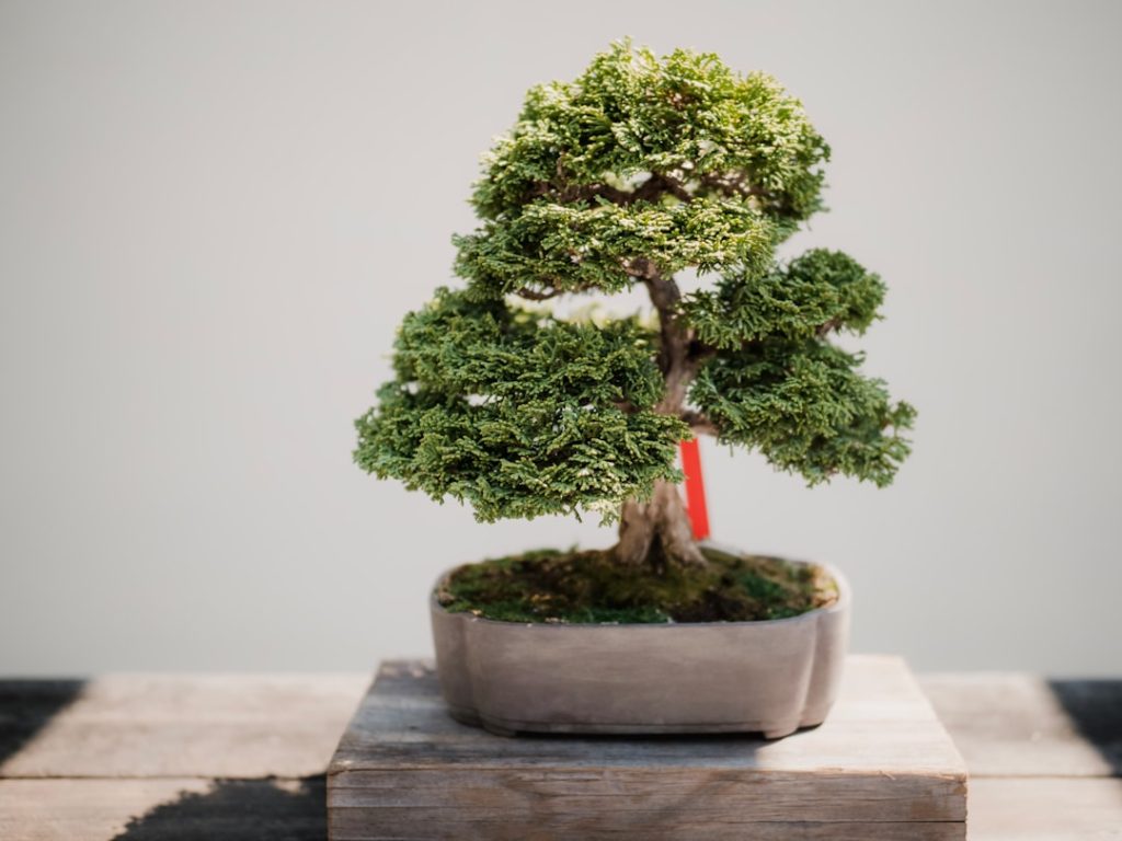 Photo Growing plant