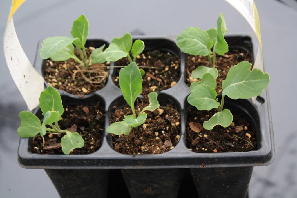 Photo Seedling sprouting