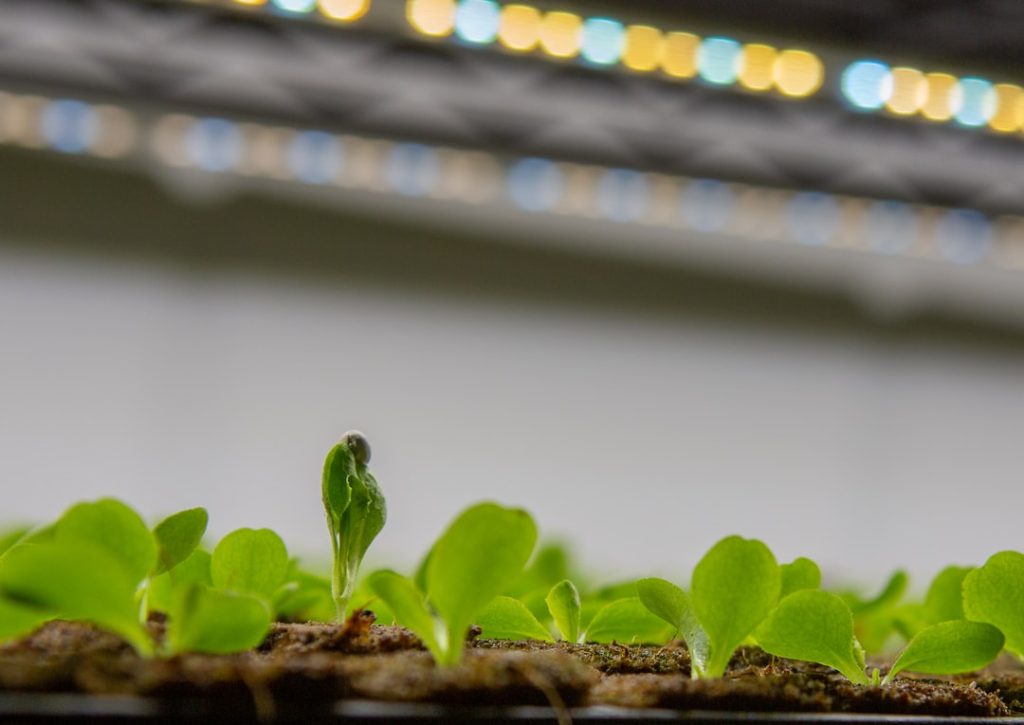 Photo Seedling sprouting