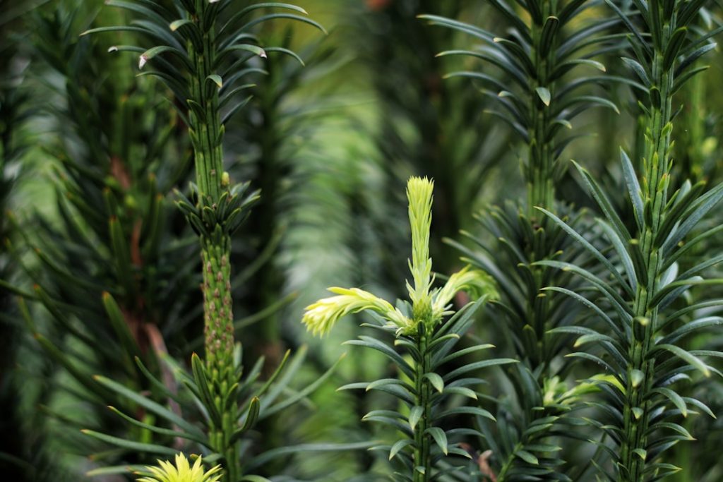 Photo Growing tree