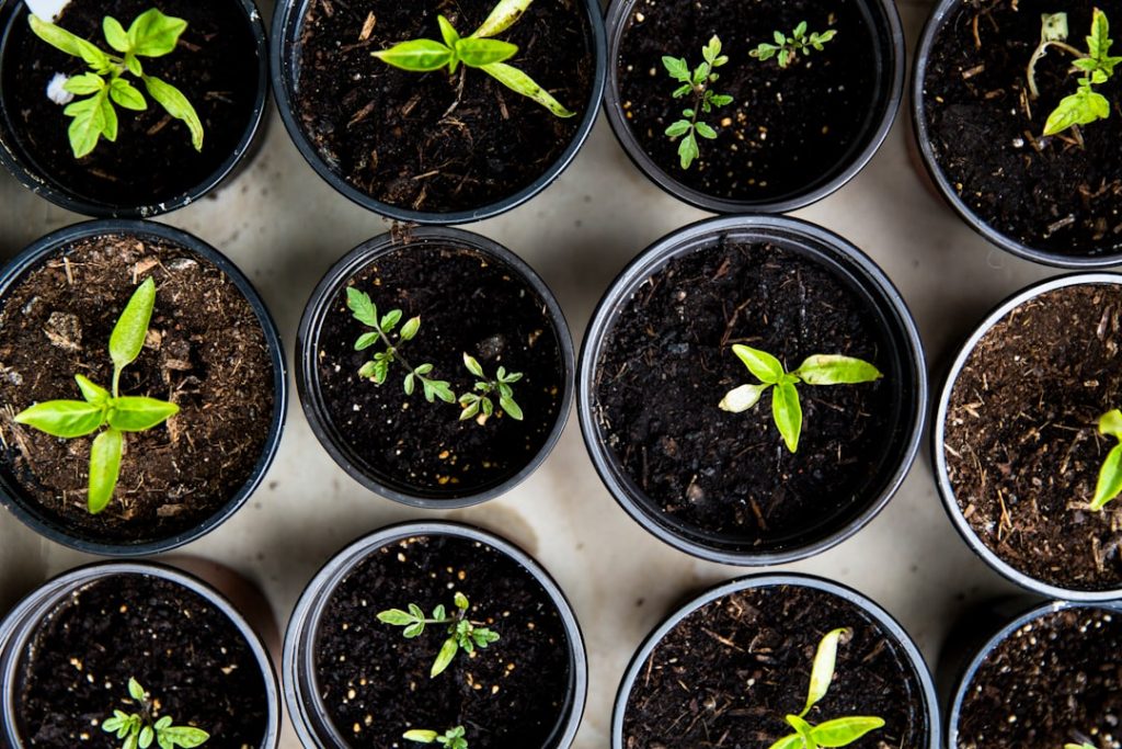 Photo Seed Grant Application