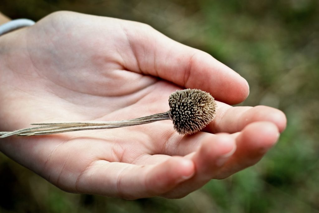 Photo Seed Grant Application