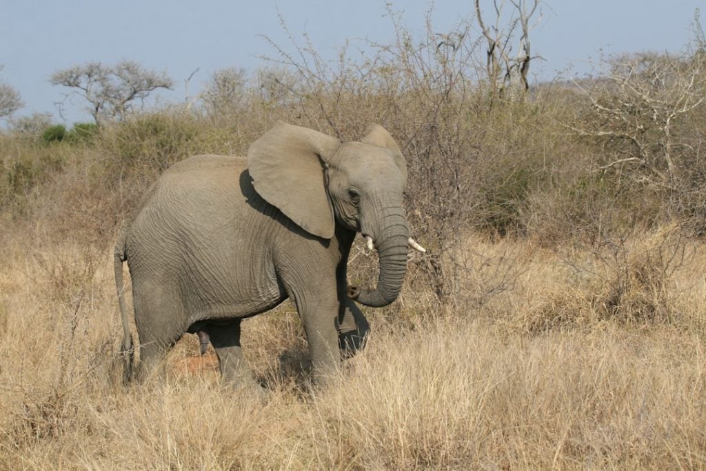 Photo Protect Endangered Species