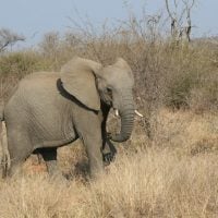 Photo Protect Endangered Species