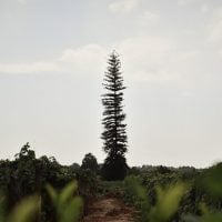 Photo Reforestation Initiatives
