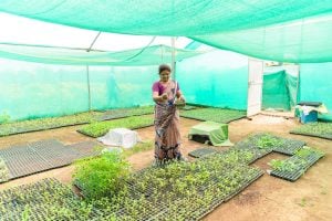 Photo Green Entrepreneurship Africa