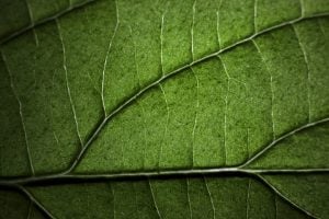Photo Donor Agencies Funding Green Tech