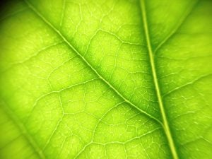 Photo Green Technology Grants