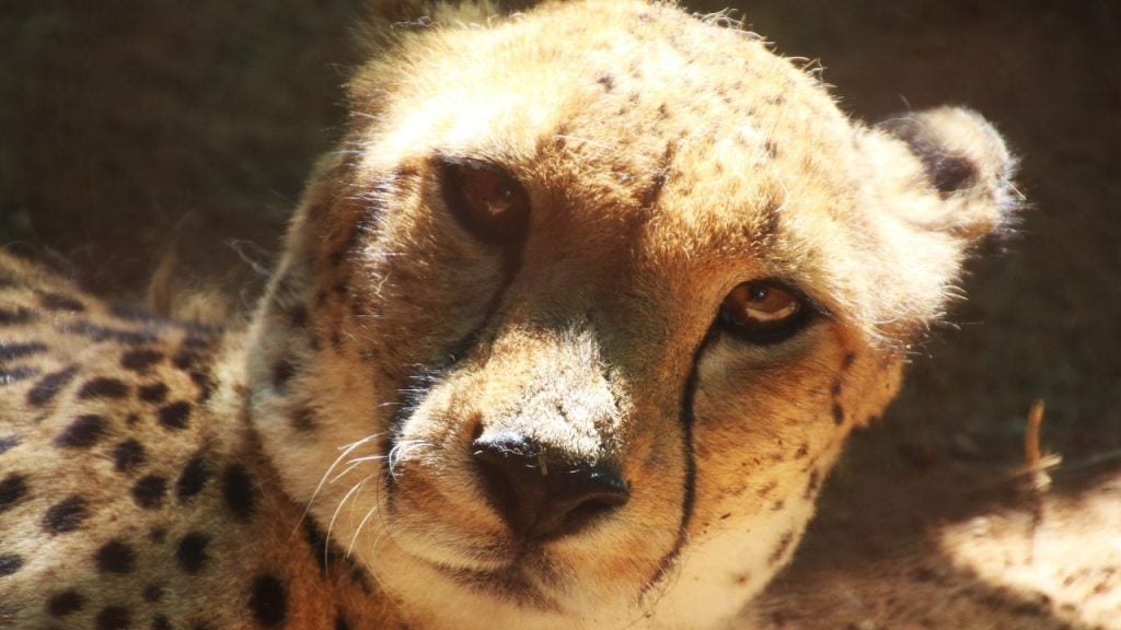 Close-up of a cheetah's face, tawny fur and distinctive dark tear marks running from the eyes toward the nose.