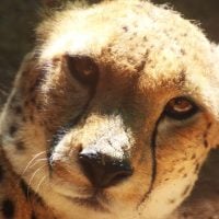 Close-up of a cheetah's face, tawny fur and distinctive dark tear marks running from the eyes toward the nose.