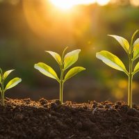 agriculture - fundsforNGOs Three young seedlings sprouting from dark soil with sunlight shining behind them.