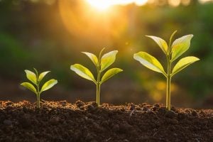 Three young seedlings sprouting from dark soil with sunlight shining behind them.
